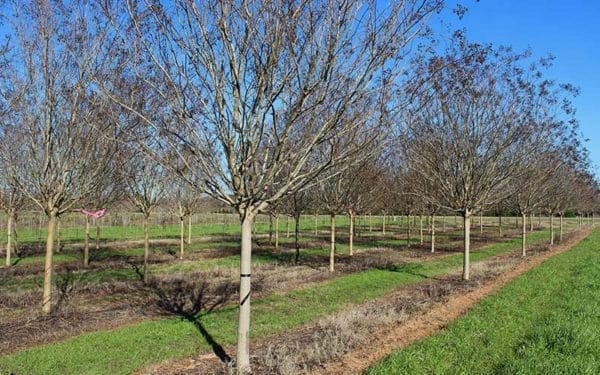 crape-myrtle-tree-03